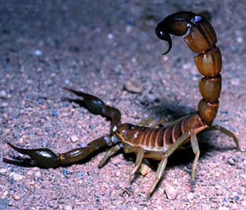 Deadliest Scorpion